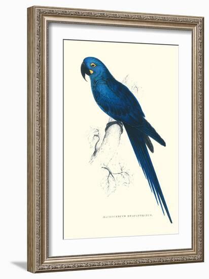 Blue and Yellow Macaw - Ara Ararauna-Edward Lear-Framed Art Print