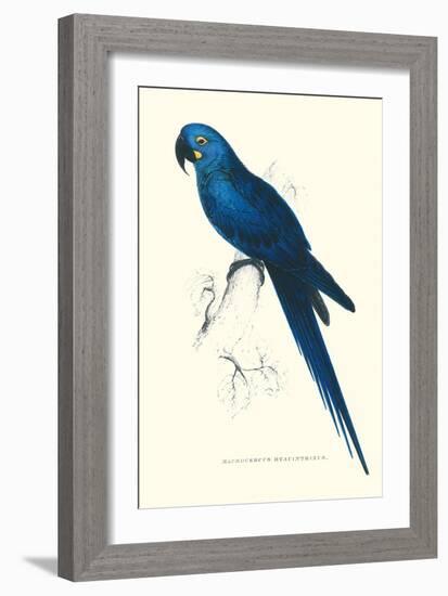 Blue and Yellow Macaw - Ara Ararauna-Edward Lear-Framed Art Print