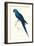 Blue and Yellow Macaw - Ara Ararauna-Edward Lear-Framed Art Print