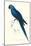 Blue and Yellow Macaw - Ara Ararauna-Edward Lear-Mounted Art Print