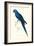 Blue and Yellow Macaw - Ara Ararauna-Edward Lear-Framed Art Print