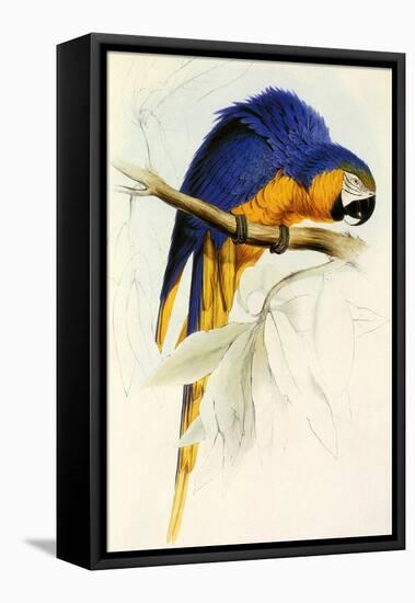 Blue and Yellow Macaw, Ara Ararauna-Edward Lear-Framed Premier Image Canvas