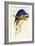 Blue and Yellow Macaw, Ara Ararauna-Edward Lear-Framed Giclee Print