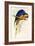 Blue and Yellow Macaw, Ara Ararauna-Edward Lear-Framed Giclee Print