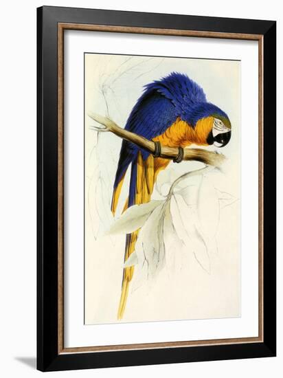 Blue and Yellow Macaw, Ara Ararauna-Edward Lear-Framed Giclee Print