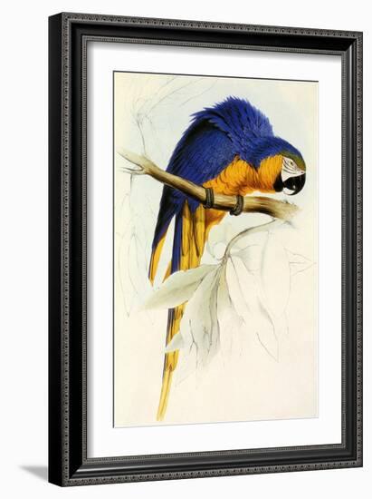 Blue and Yellow Macaw, Ara Ararauna-Edward Lear-Framed Giclee Print