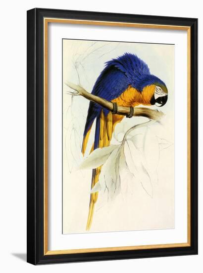 Blue and Yellow Macaw, Ara Ararauna-Edward Lear-Framed Giclee Print