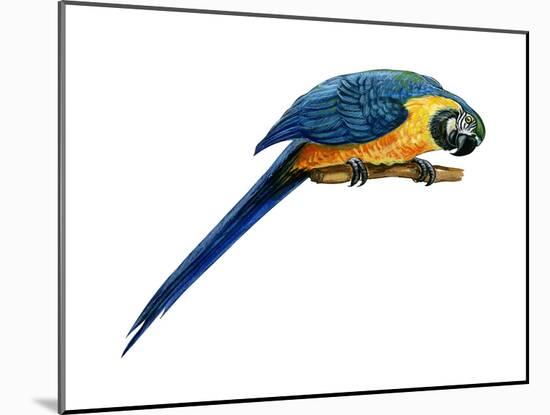 Blue-And-Yellow Macaw (Ara Araruna), Birds-Encyclopaedia Britannica-Mounted Art Print
