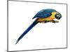 Blue-And-Yellow Macaw (Ara Araruna), Birds-Encyclopaedia Britannica-Mounted Art Print