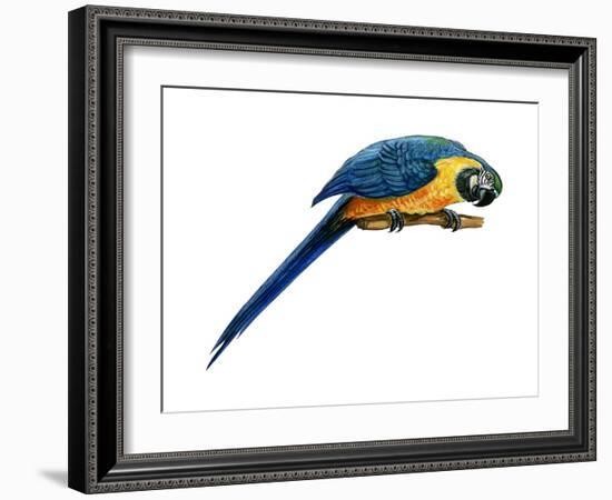 Blue-And-Yellow Macaw (Ara Araruna), Birds-Encyclopaedia Britannica-Framed Art Print