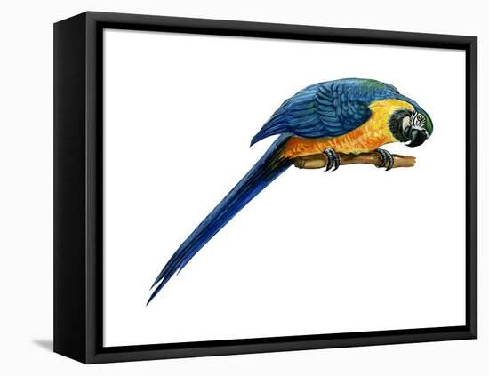 Blue-And-Yellow Macaw (Ara Araruna), Birds-Encyclopaedia Britannica-Framed Stretched Canvas