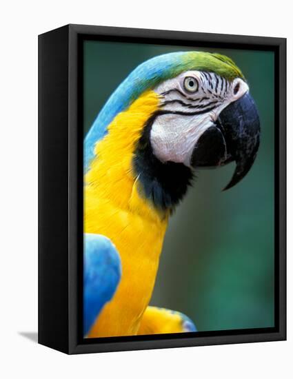 Blue and Yellow Macaw, Iguacu National Park, Bolivia-Art Wolfe-Framed Premier Image Canvas