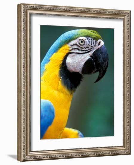 Blue and Yellow Macaw, Iguacu National Park, Bolivia-Art Wolfe-Framed Photographic Print