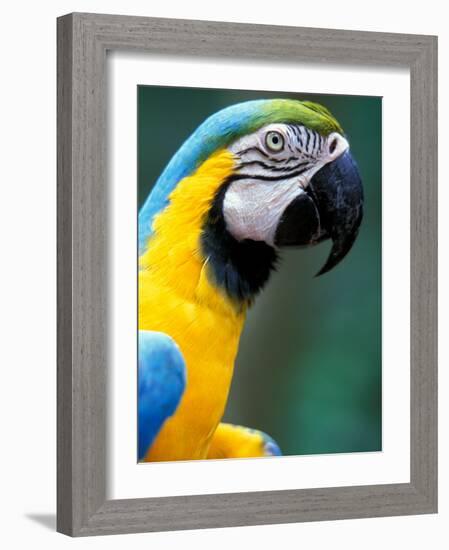 Blue and Yellow Macaw, Iguacu National Park, Bolivia-Art Wolfe-Framed Photographic Print