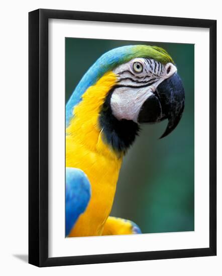 Blue and Yellow Macaw, Iguacu National Park, Bolivia-Art Wolfe-Framed Photographic Print