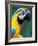 Blue and Yellow Macaw, Iguacu National Park, Bolivia-Art Wolfe-Framed Photographic Print