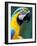 Blue and Yellow Macaw, Iguacu National Park, Bolivia-Art Wolfe-Framed Photographic Print