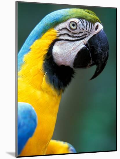 Blue and Yellow Macaw, Iguacu National Park, Bolivia-Art Wolfe-Mounted Photographic Print