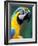 Blue and Yellow Macaw, Iguacu National Park, Bolivia-Art Wolfe-Framed Photographic Print