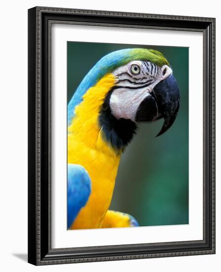 Blue and Yellow Macaw, Iguacu National Park, Bolivia-Art Wolfe-Framed Photographic Print