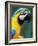 Blue and Yellow Macaw, Iguacu National Park, Bolivia-Art Wolfe-Framed Photographic Print