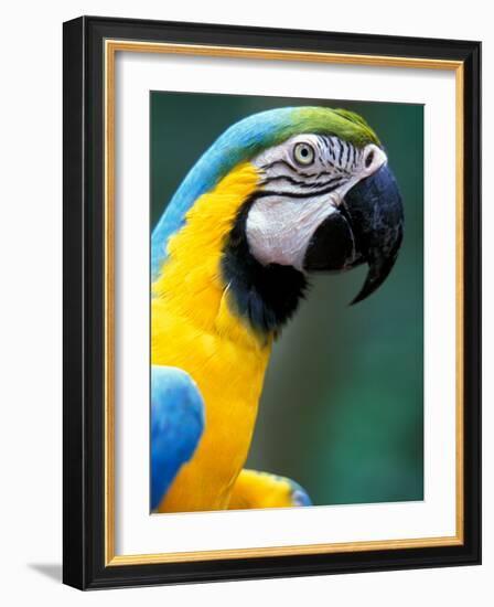 Blue and Yellow Macaw, Iguacu National Park, Bolivia-Art Wolfe-Framed Photographic Print