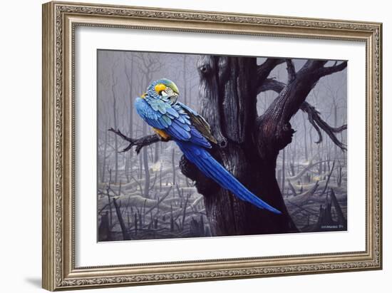 Blue and Yellow Macaw in Burned Forest-Harro Maass-Framed Giclee Print