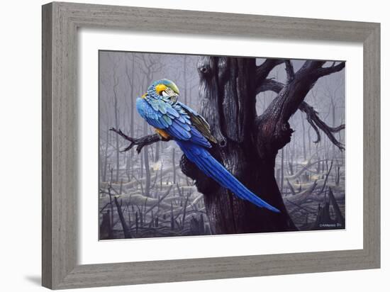 Blue and Yellow Macaw in Burned Forest-Harro Maass-Framed Giclee Print