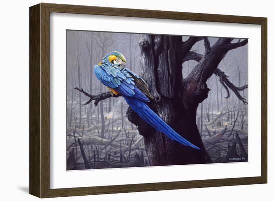 Blue and Yellow Macaw in Burned Forest-Harro Maass-Framed Giclee Print