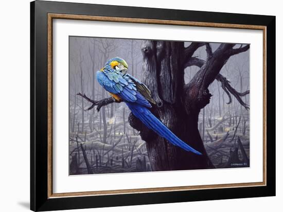 Blue and Yellow Macaw in Burned Forest-Harro Maass-Framed Giclee Print