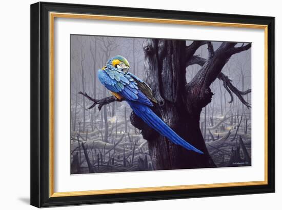 Blue and Yellow Macaw in Burned Forest-Harro Maass-Framed Giclee Print