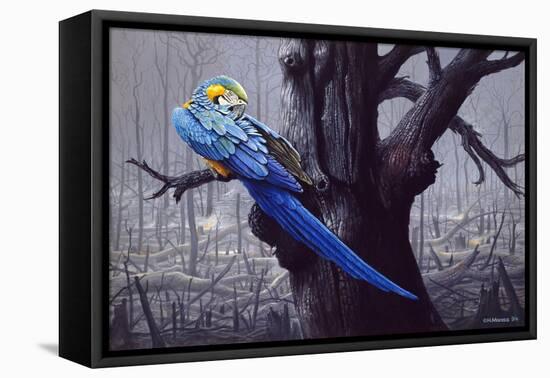 Blue and Yellow Macaw in Burned Forest-Harro Maass-Framed Premier Image Canvas