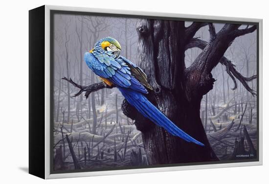 Blue and Yellow Macaw in Burned Forest-Harro Maass-Framed Premier Image Canvas