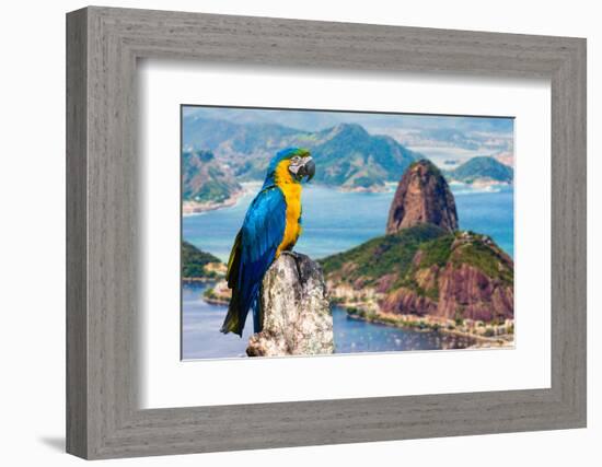 Blue and Yellow Macaw in Rio De Janeiro, Brazil-Frazao-Framed Photographic Print