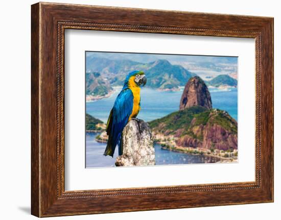 Blue and Yellow Macaw in Rio De Janeiro, Brazil-Frazao-Framed Photographic Print