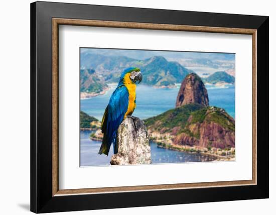 Blue and Yellow Macaw in Rio De Janeiro, Brazil-Frazao-Framed Photographic Print