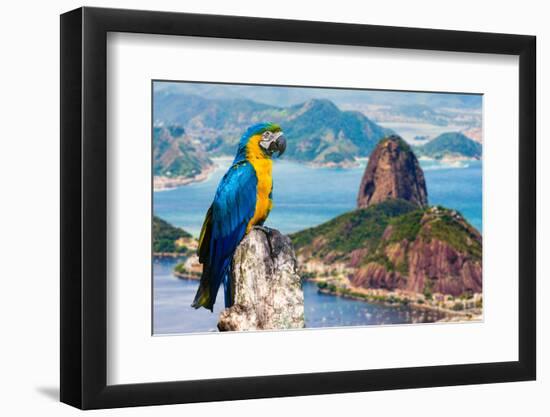 Blue and Yellow Macaw in Rio De Janeiro, Brazil-Frazao-Framed Photographic Print