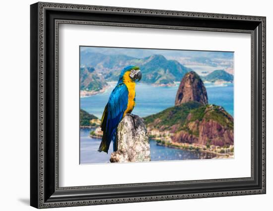 Blue and Yellow Macaw in Rio De Janeiro, Brazil-Frazao-Framed Photographic Print