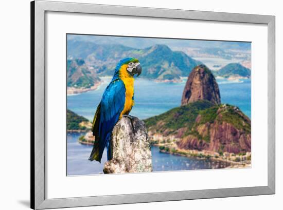 Blue and Yellow Macaw in Rio De Janeiro, Brazil-Frazao-Framed Photographic Print