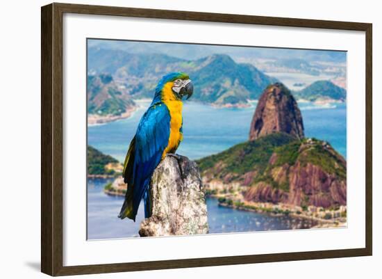 Blue and Yellow Macaw in Rio De Janeiro, Brazil-Frazao-Framed Photographic Print