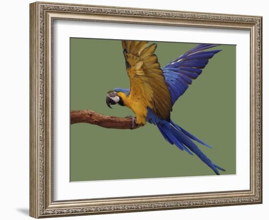 Blue and Yellow Macaw, Landing on a Perch-Jane Burton-Framed Photographic Print