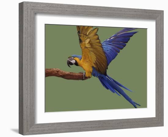 Blue and Yellow Macaw, Landing on a Perch-Jane Burton-Framed Photographic Print