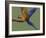 Blue and Yellow Macaw, Landing on a Perch-Jane Burton-Framed Photographic Print