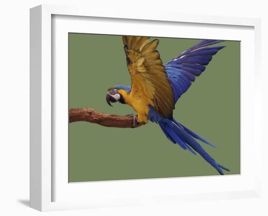 Blue and Yellow Macaw, Landing on a Perch-Jane Burton-Framed Photographic Print