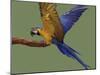 Blue and Yellow Macaw, Landing on a Perch-Jane Burton-Mounted Photographic Print