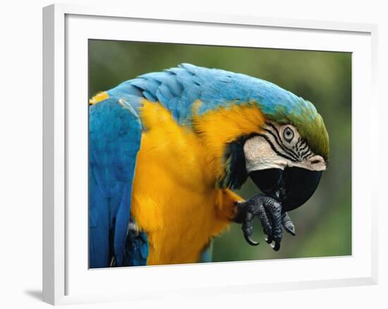 Blue and Yellow Macaw, S America-Staffan Widstrand-Framed Photographic Print