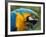 Blue and Yellow Macaw, S America-Staffan Widstrand-Framed Photographic Print