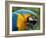 Blue and Yellow Macaw, S America-Staffan Widstrand-Framed Photographic Print