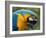 Blue and Yellow Macaw, S America-Staffan Widstrand-Framed Photographic Print