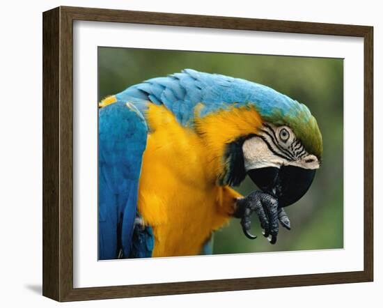 Blue and Yellow Macaw, S America-Staffan Widstrand-Framed Photographic Print